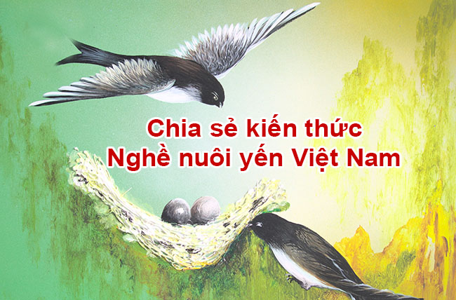 Chia sẻ kiến thức chim yến Việt Nam